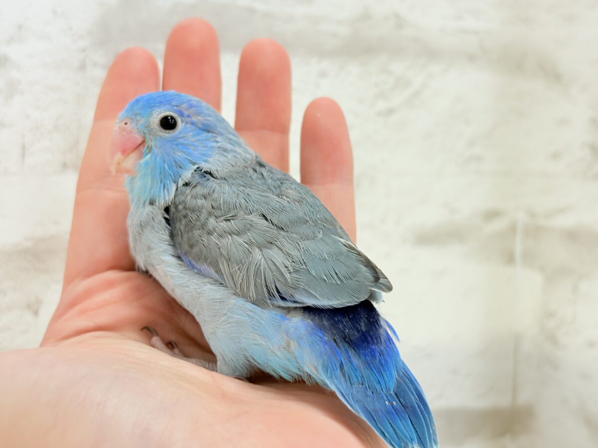 【最新画像更新🪄】マメガオ〜⋆͛🦕⋆可愛いお顔の恐竜さん🐣💙マメルリハ(ブルー) 男の子 ヒナ マメルリハ