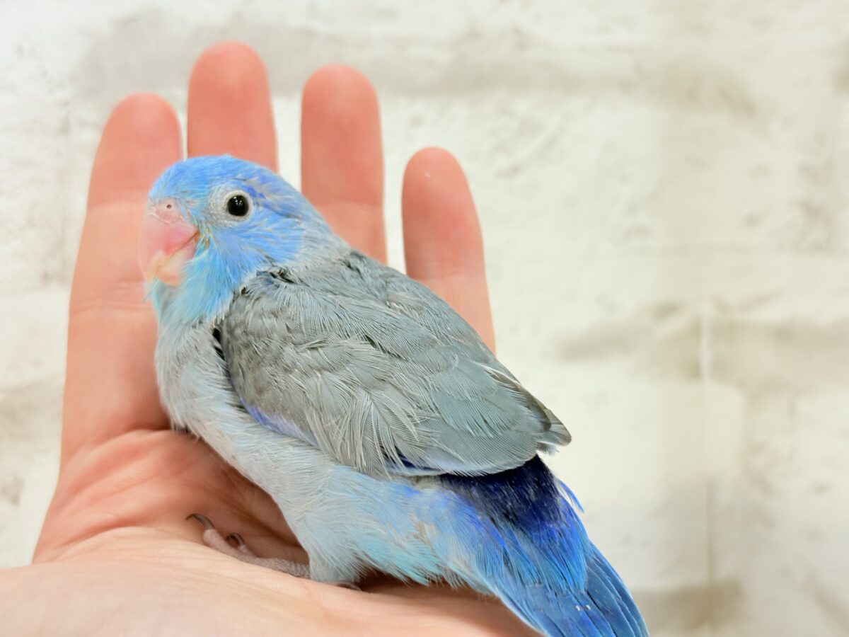 【最新画像更新🪄】マメガオ〜⋆͛🦕⋆可愛いお顔の恐竜さん🐣💙マメルリハ(ブルー) 男の子 ヒナ マメルリハ