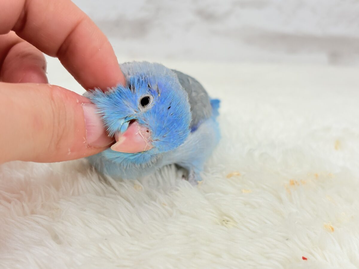 マメルリハ