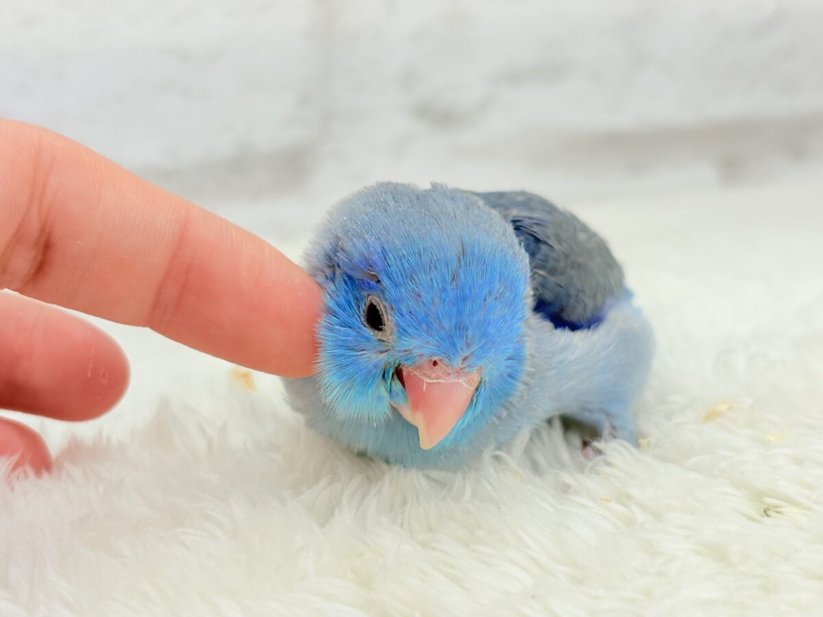 マメルリハ