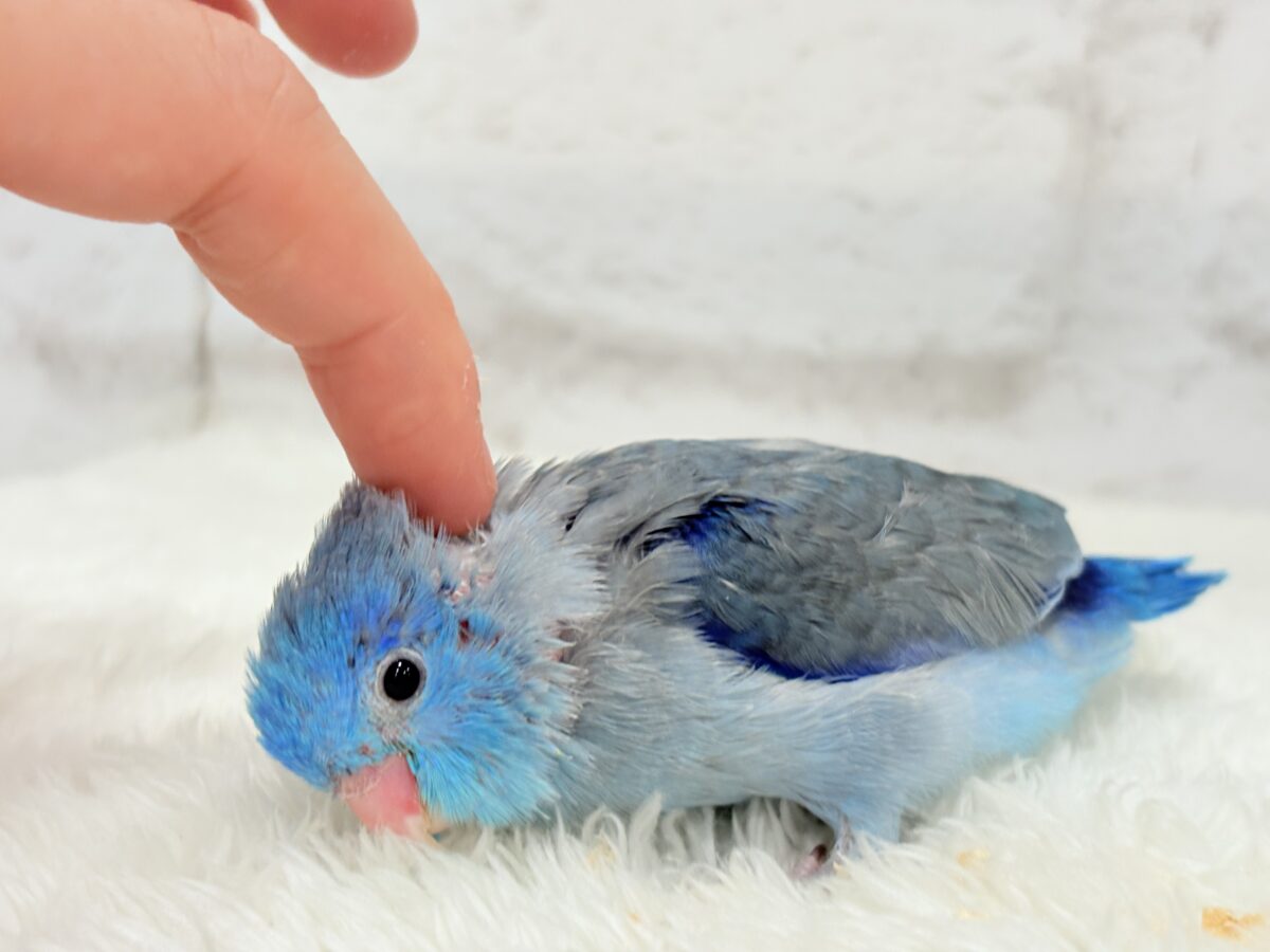 【最新画像更新🪄】マメガオ〜⋆͛🦕⋆可愛いお顔の恐竜さん🐣💙マメルリハ(ブルー) 男の子 ヒナ マメルリハ