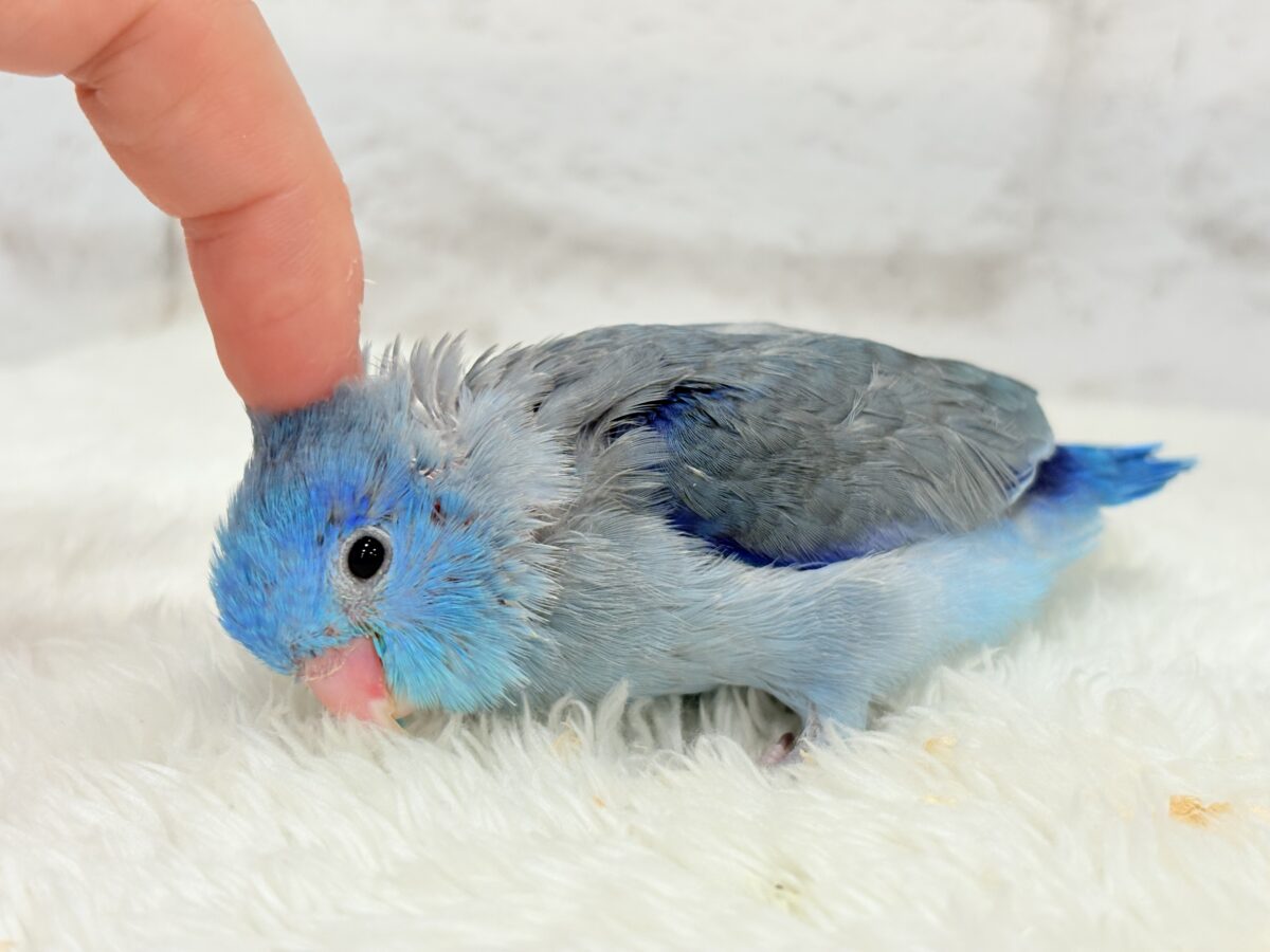 【最新画像更新🪄】マメガオ〜⋆͛🦕⋆可愛いお顔の恐竜さん🐣💙マメルリハ(ブルー) 男の子 ヒナ マメルリハ