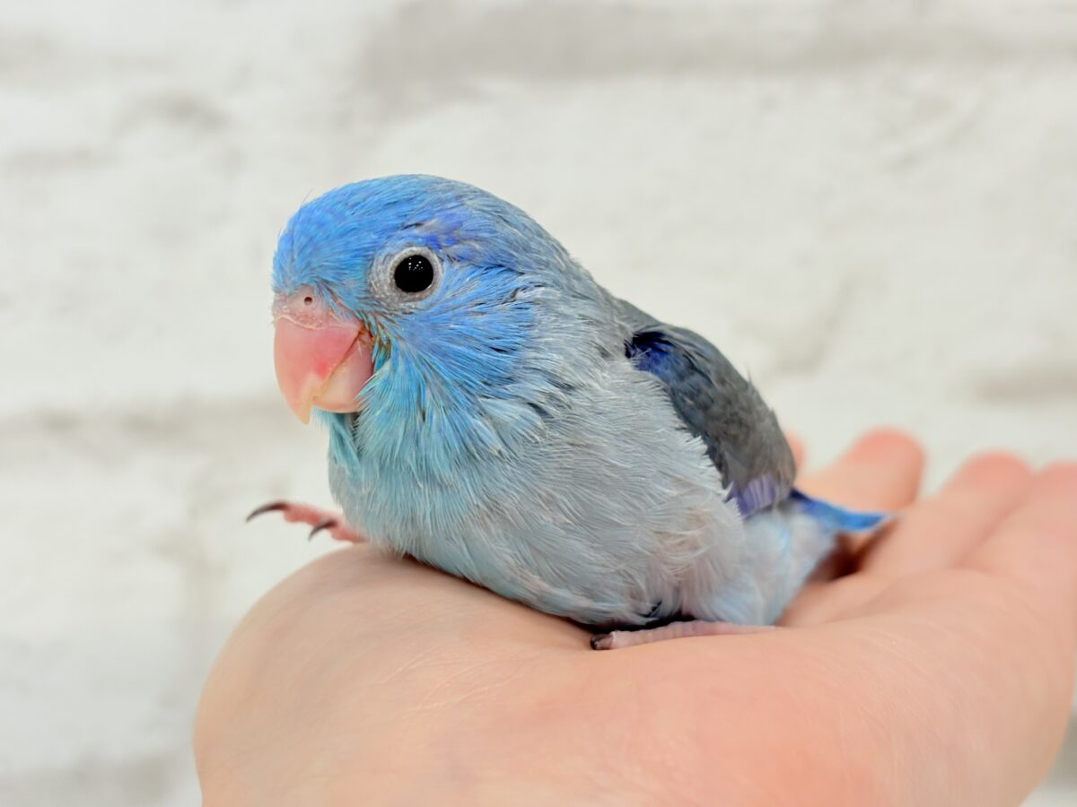 マメルリハ