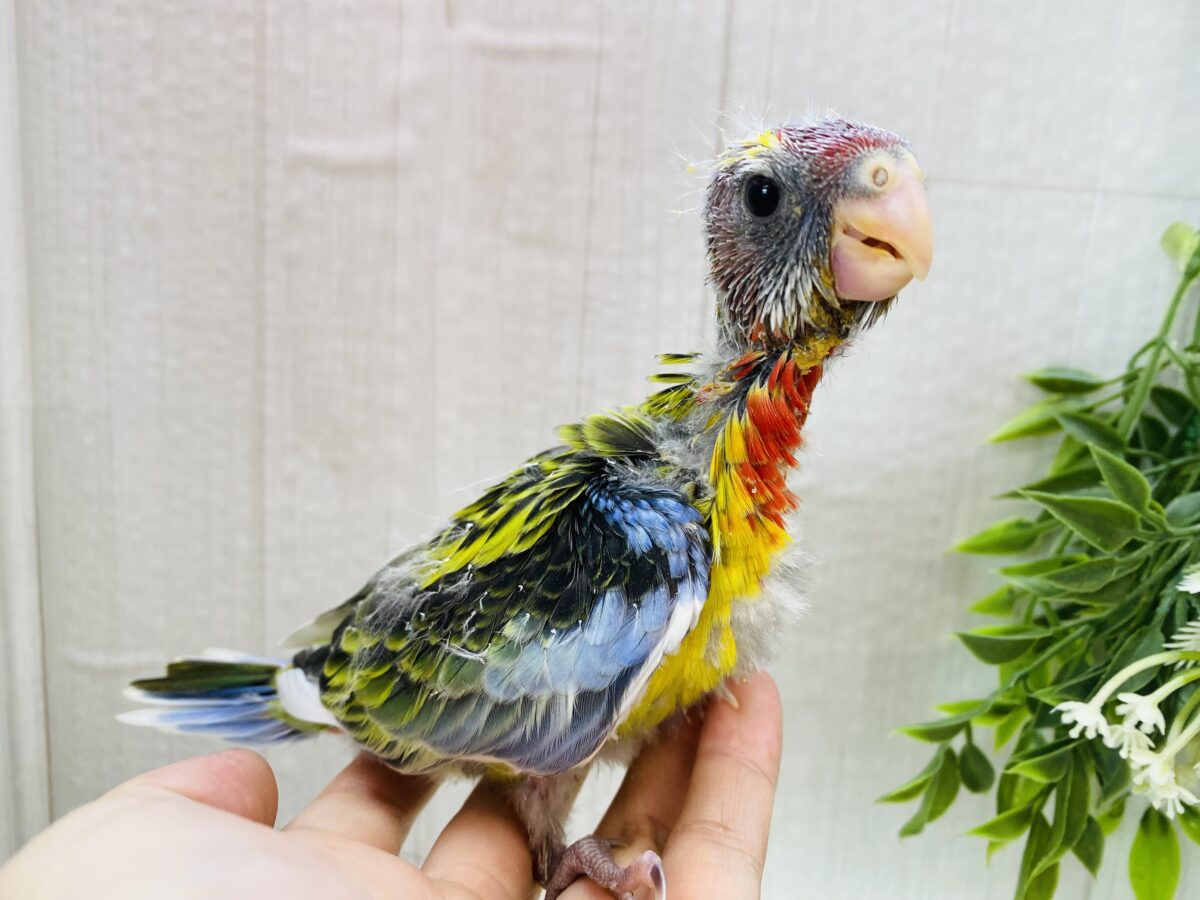 ナナクサインコ（七草インコ）