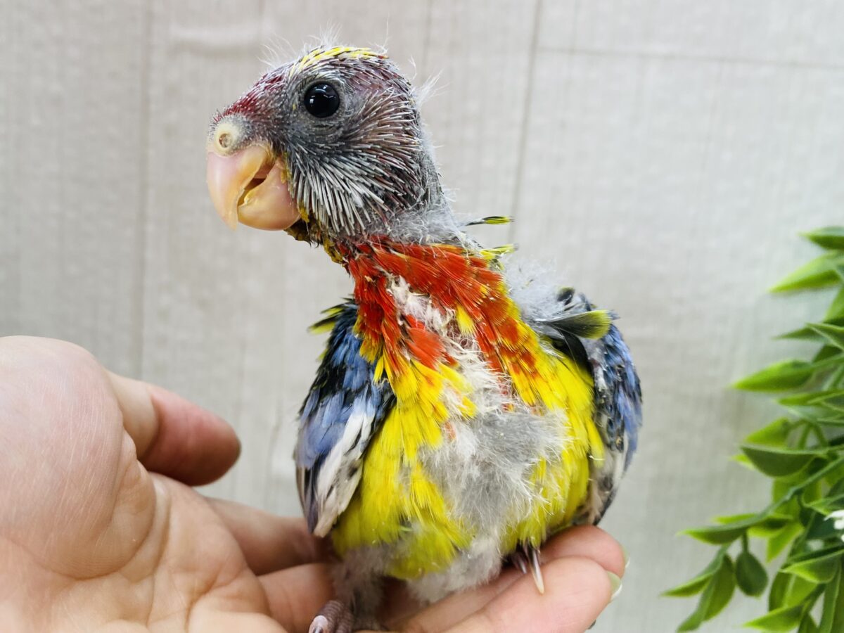 ナナクサインコ（七草インコ）