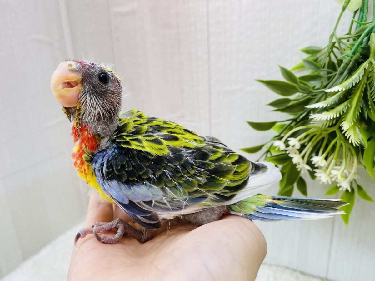 ナナクサインコ（七草インコ）