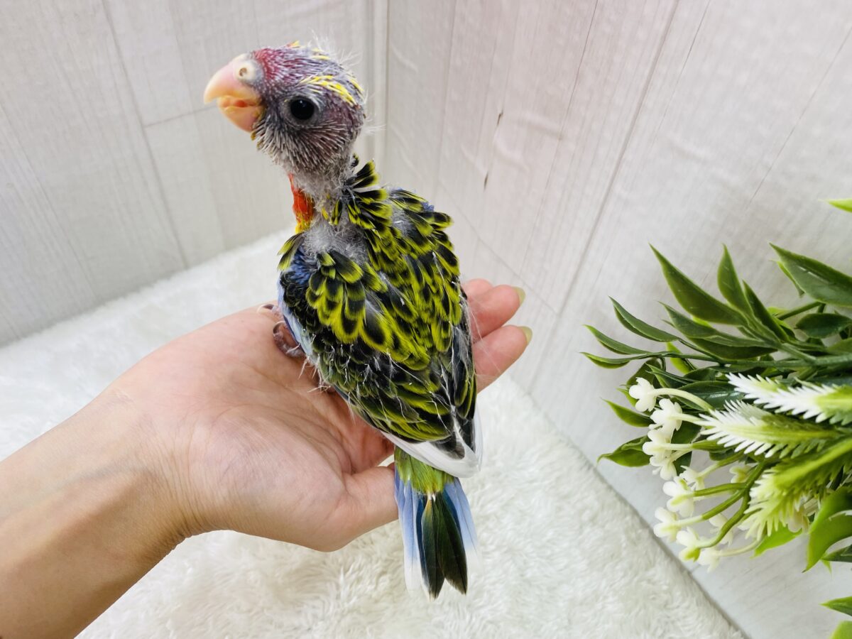 ナナクサインコ（七草インコ）