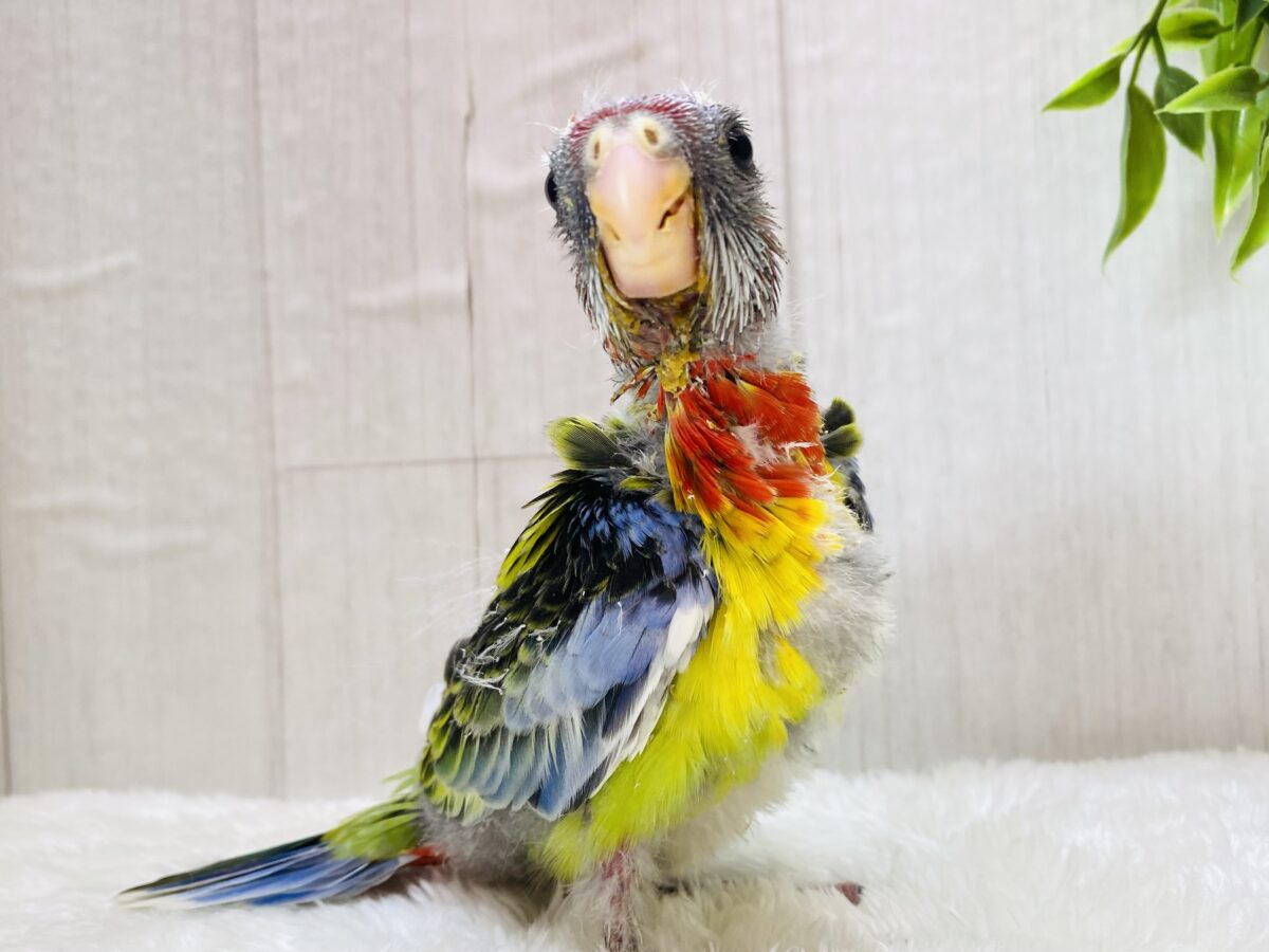 ナナクサインコ（七草インコ）