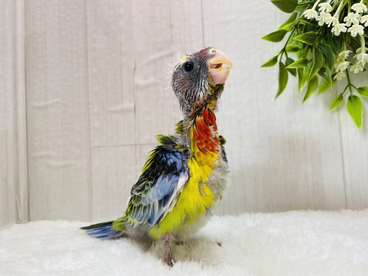 ナナクサインコ（七草インコ）
