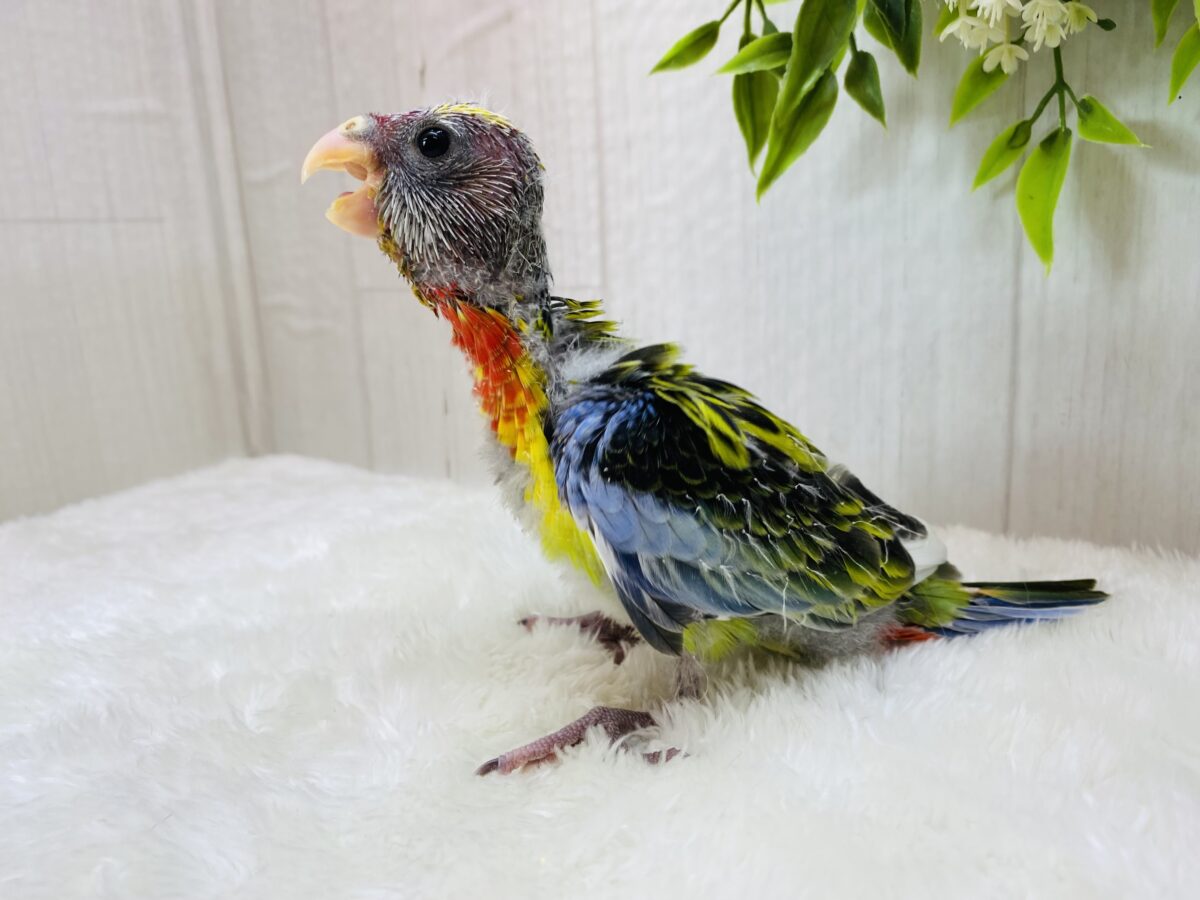 ナナクサインコ（七草インコ）