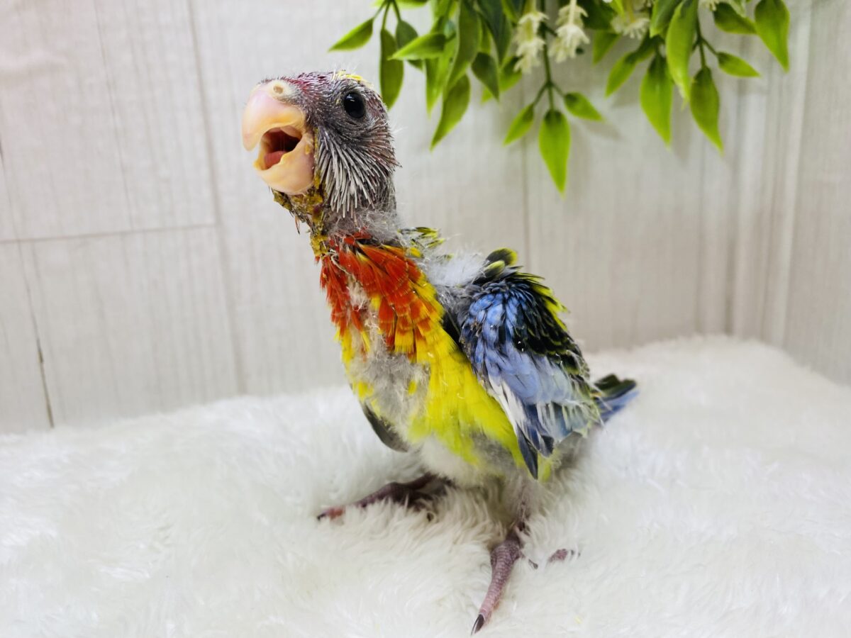 ナナクサインコ（七草インコ）