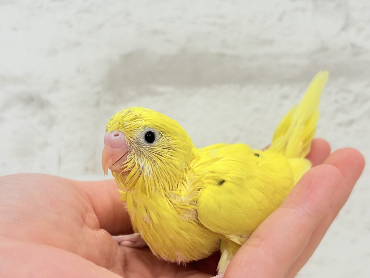 セキセイインコ