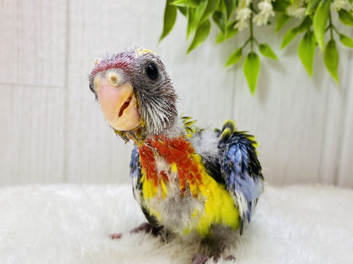 💙💚すでにカラフル❤️💛ナナクサインコのヒナがやって来ました‼️