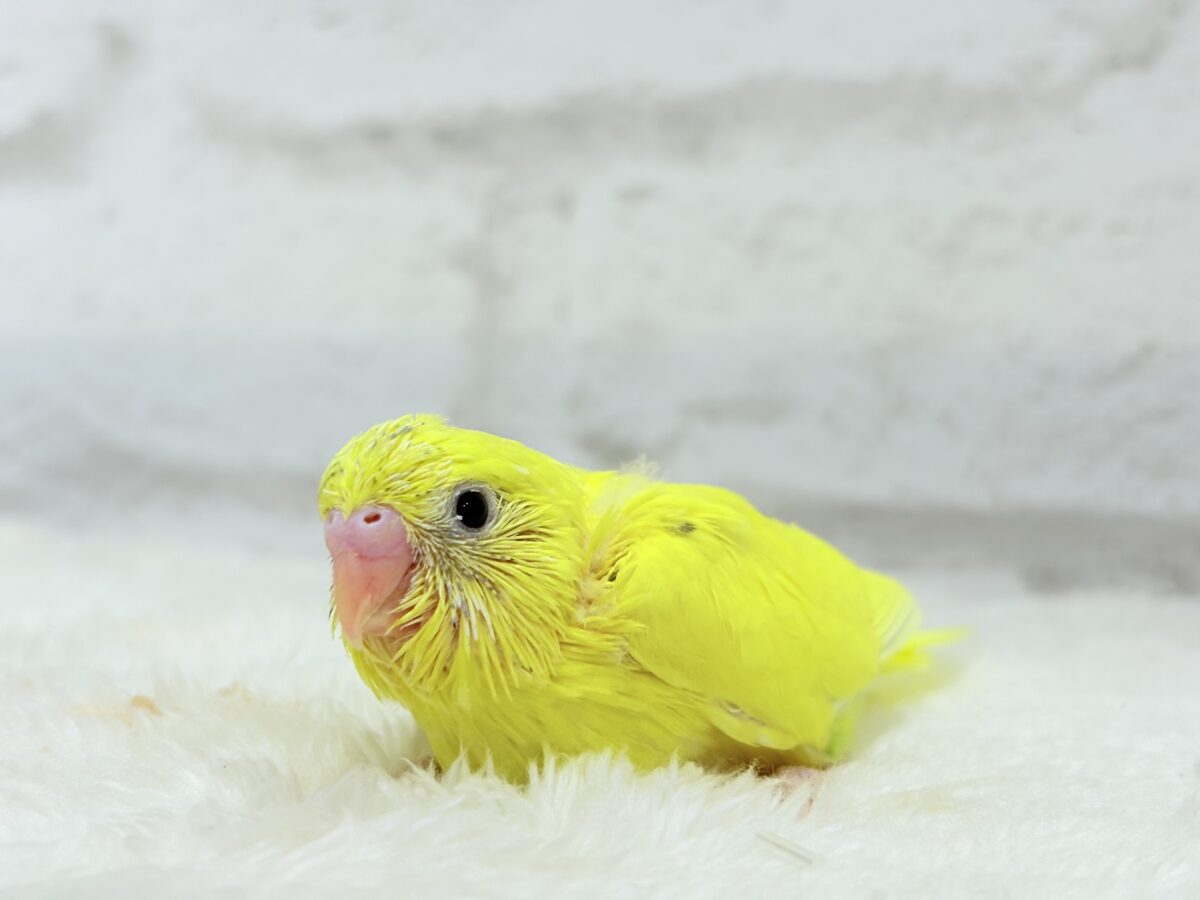 セキセイインコ