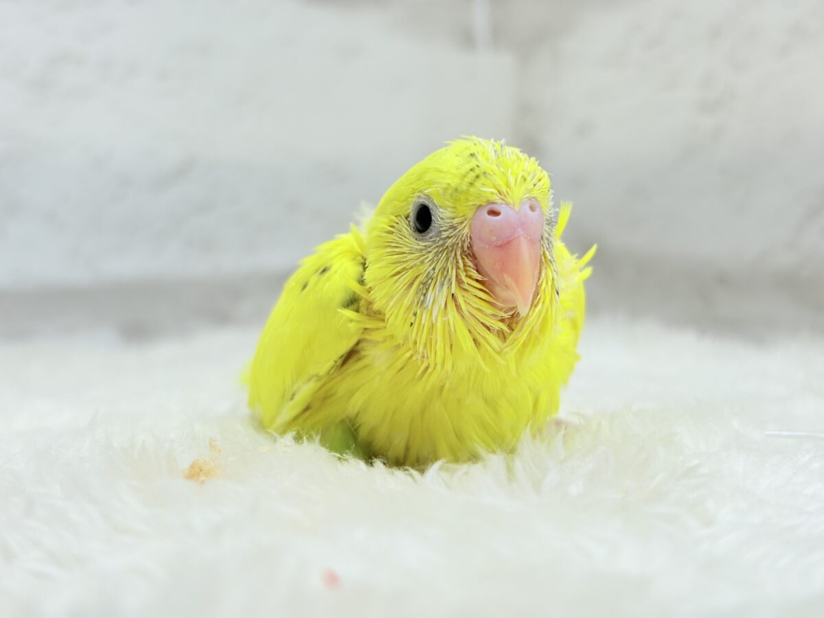 セキセイインコ