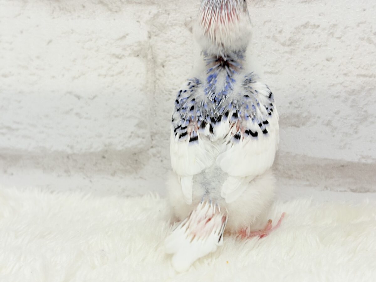 美しカラーに染まり始めたわた毛ちゃん🐣💜セキセイインコ(パイド) ヒナ セキセイインコ