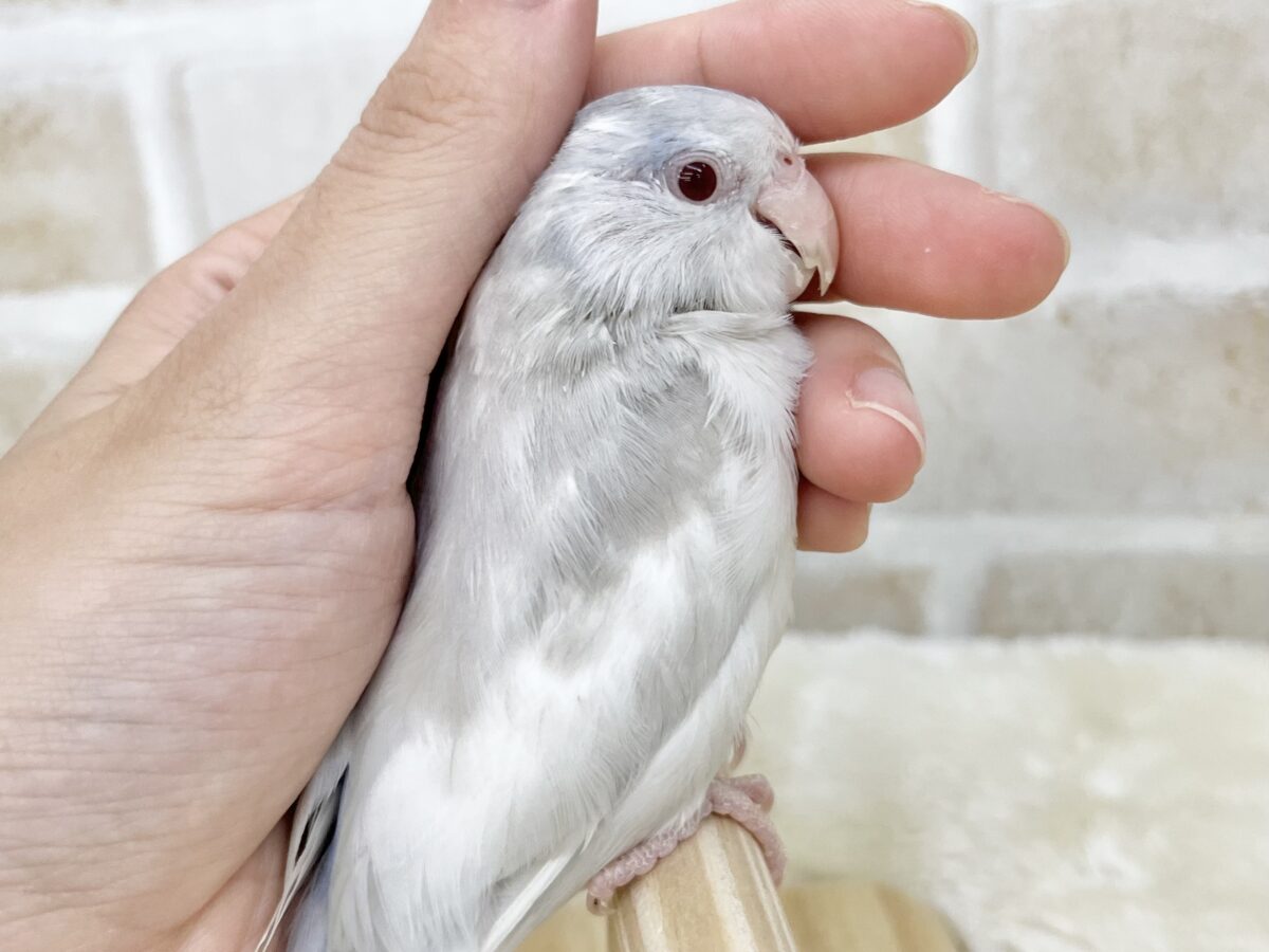 マメルリハ
