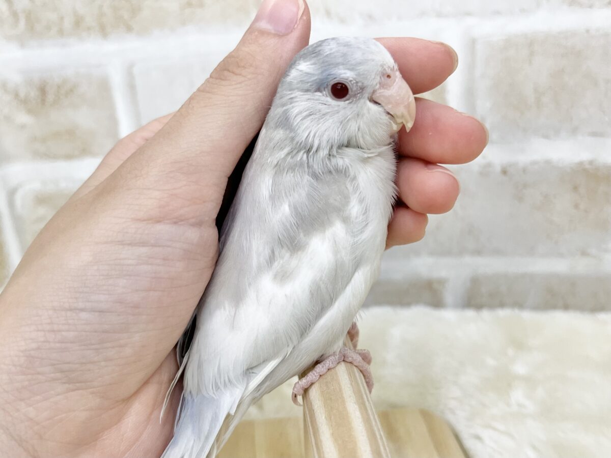 マメルリハ