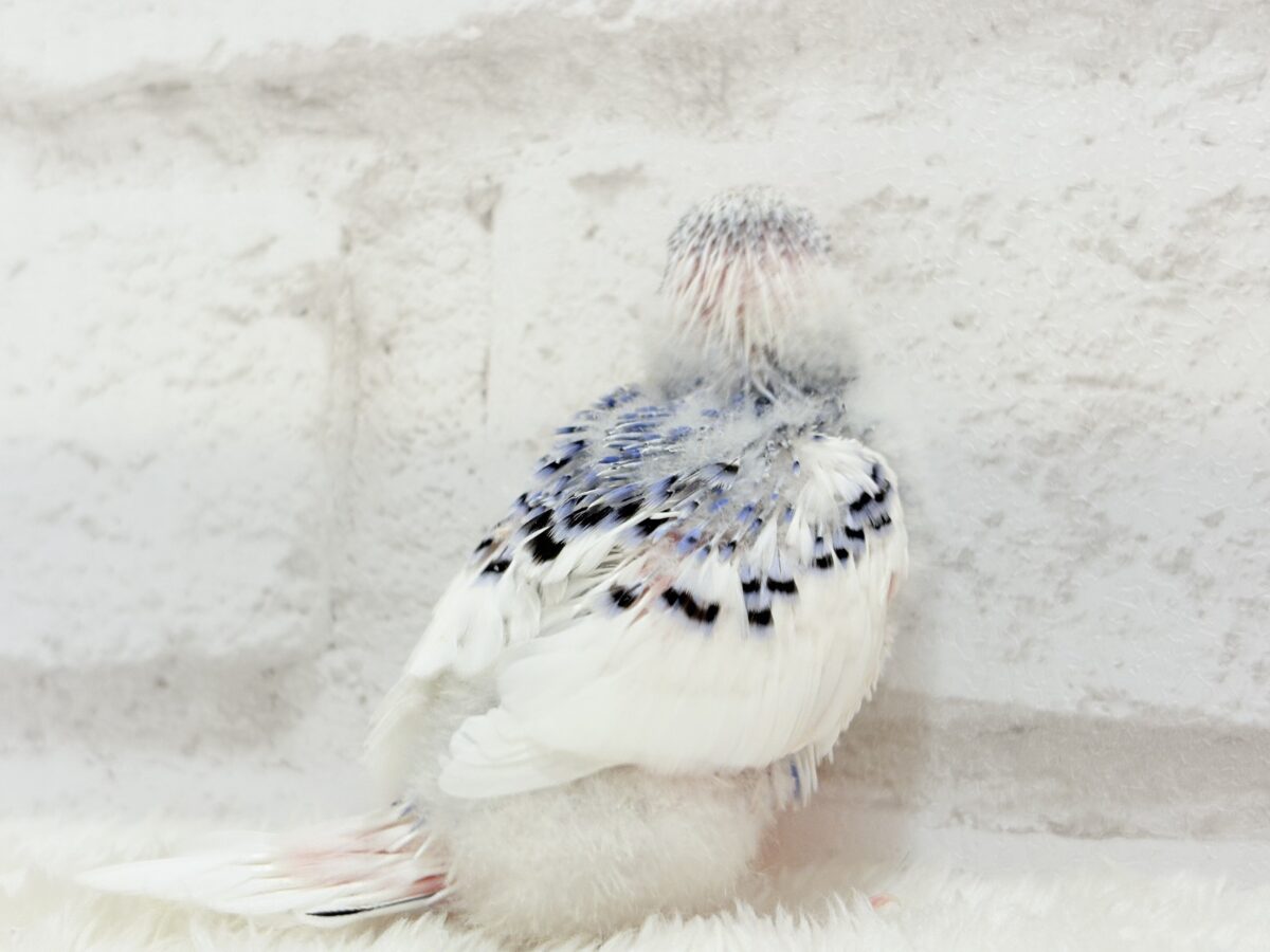 美しカラーに染まり始めたわた毛ちゃん🐣💜セキセイインコ(パイド) ヒナ セキセイインコ