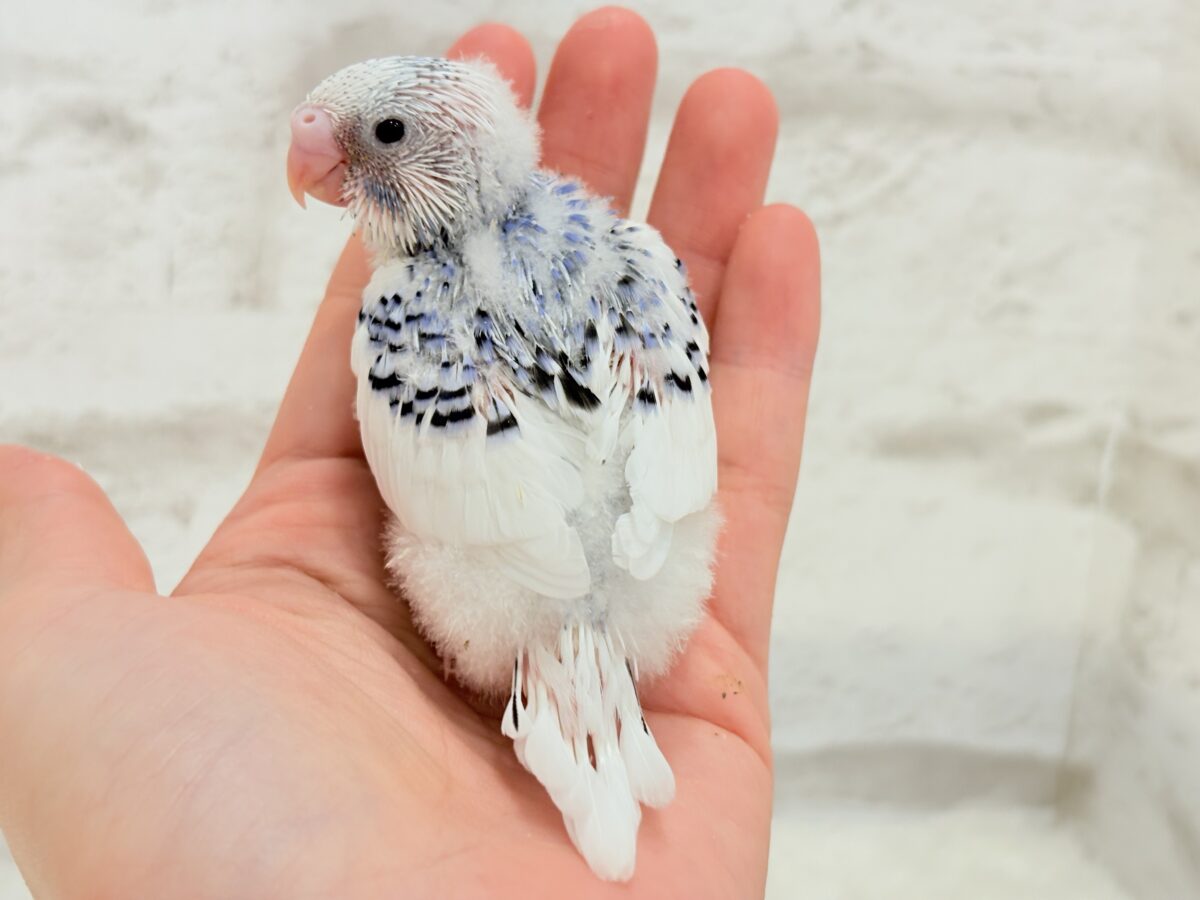 美しカラーに染まり始めたわた毛ちゃん🐣💜セキセイインコ(パイド) ヒナ セキセイインコ