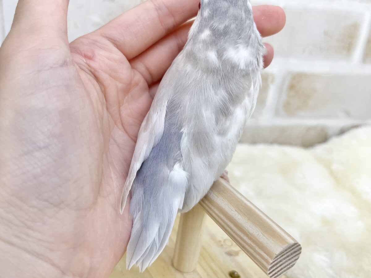 マメルリハ