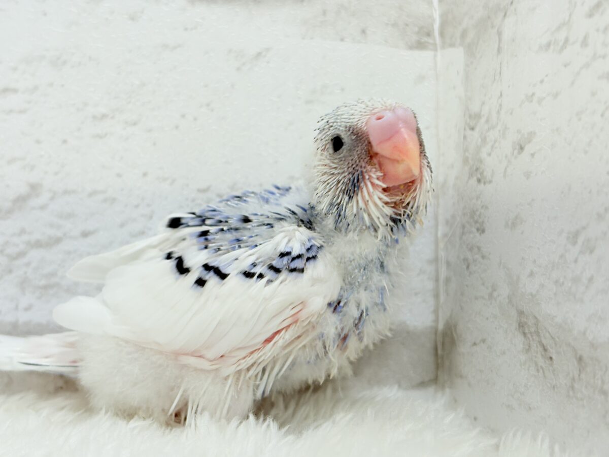 美しカラーに染まり始めたわた毛ちゃん🐣💜セキセイインコ(パイド) ヒナ セキセイインコ