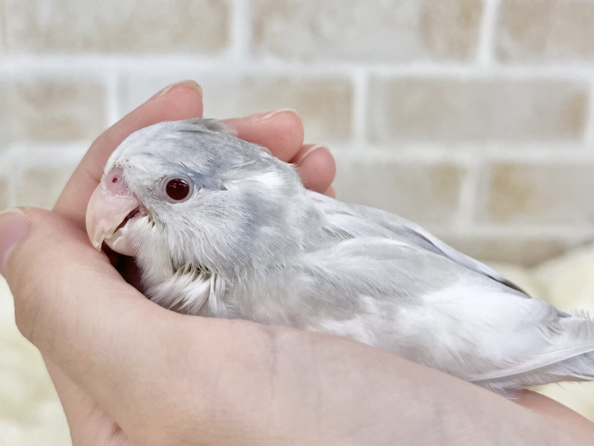 マメルリハ
