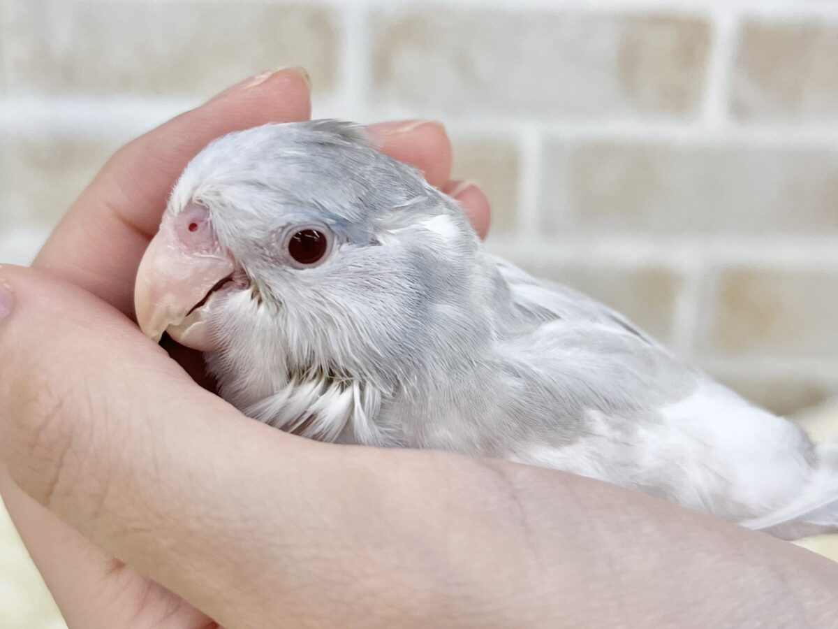 マメルリハ