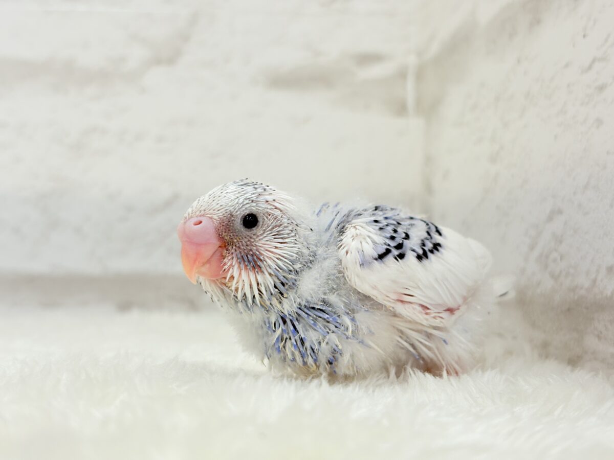 美しカラーに染まり始めたわた毛ちゃん🐣💜セキセイインコ(パイド) ヒナ セキセイインコ