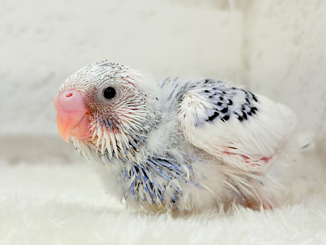美しカラーに染まり始めたわた毛ちゃん🐣💜セキセイインコ(パイド) ヒナ 美しカラーに染まり始めたわた毛ちゃん🐣💜セキセイインコ(パイド) ヒナ