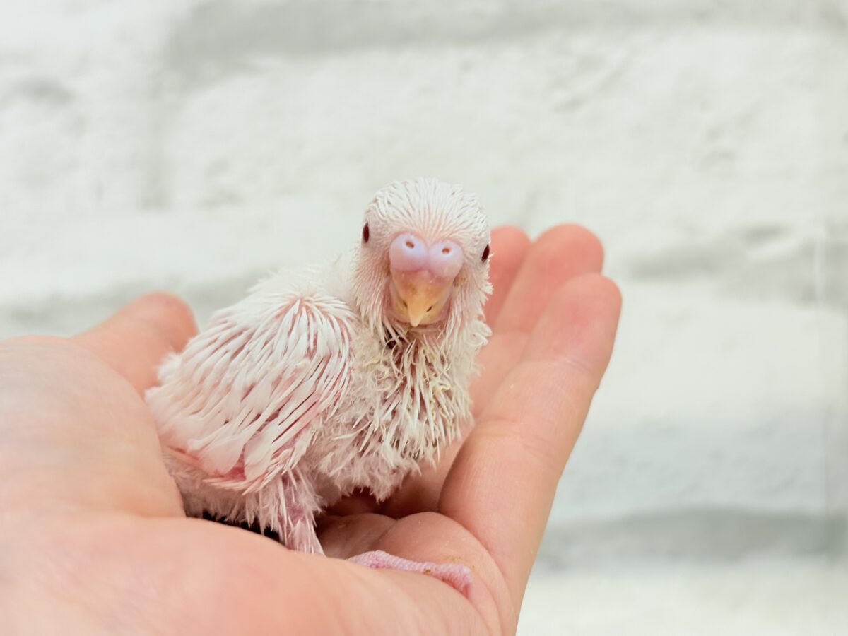 セキセイインコ