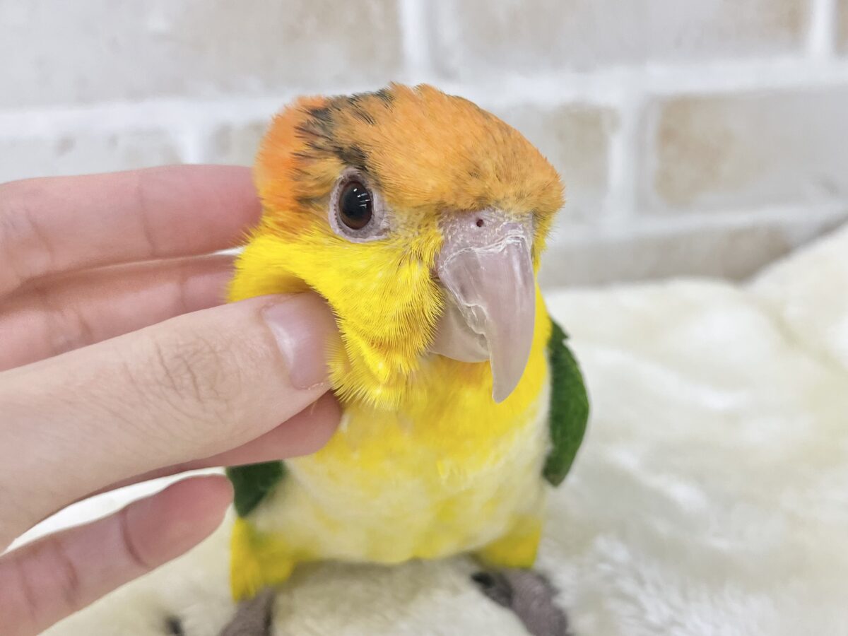 シロハラインコ