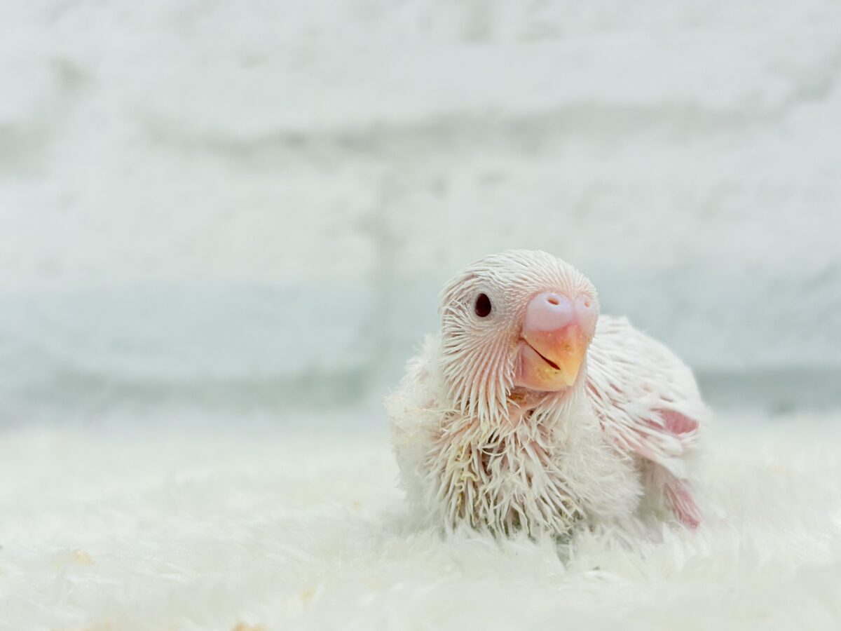 セキセイインコ