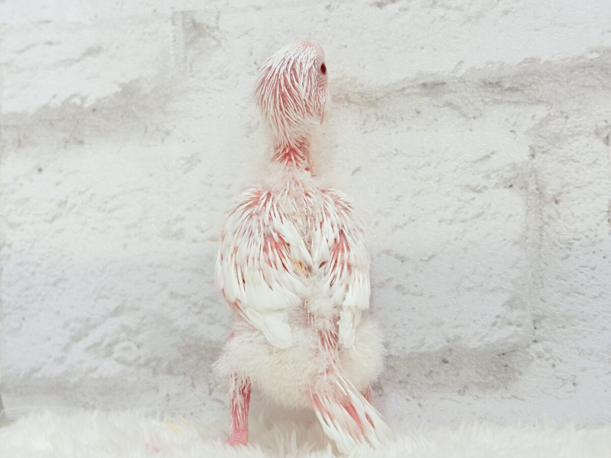 真っ白しろっ子🐣🤍セキセイインコ(アルビノ) ヒナ セキセイインコ