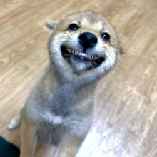 大人気♡豆柴の男の子がやってきた！🐕🩷