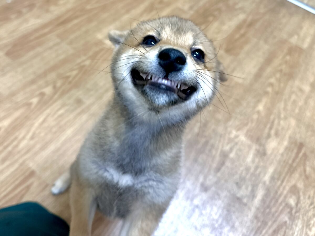 大人気♡豆柴の男の子がやってきた！🐕🩷
