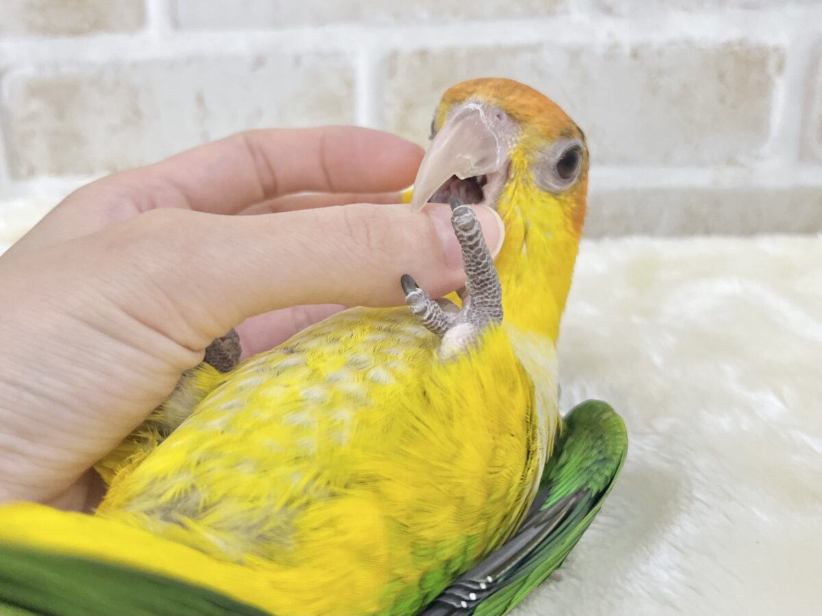 シロハラインコ