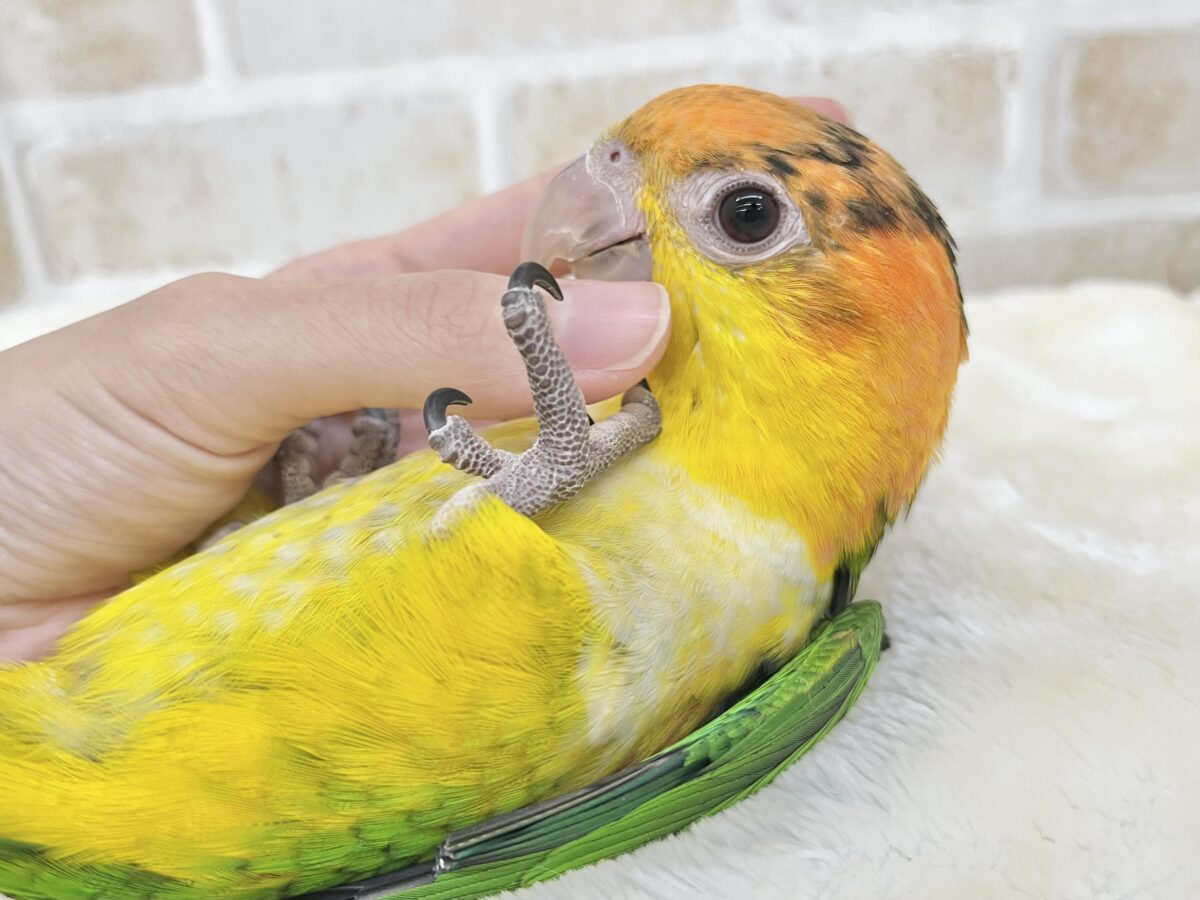 シロハラインコ