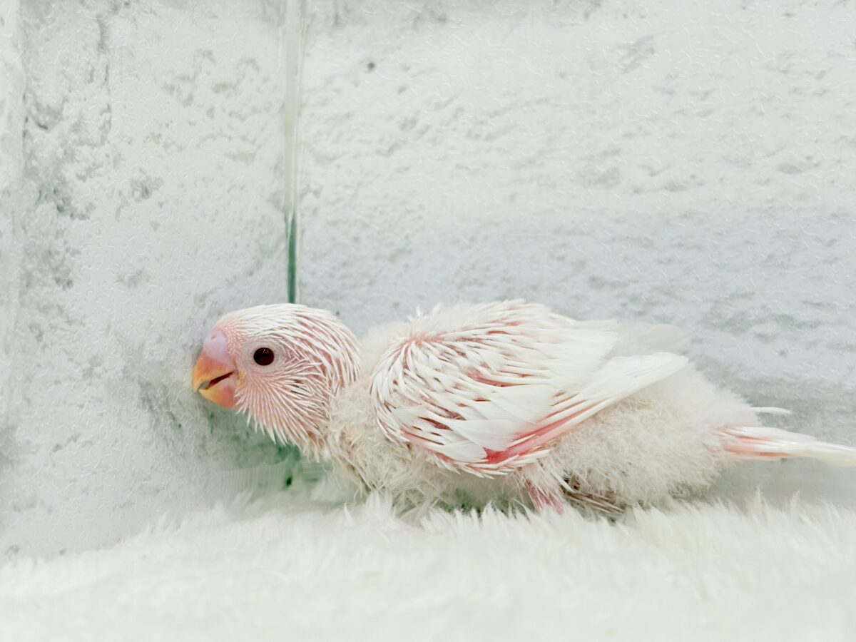 真っ白しろっ子🐣🤍セキセイインコ(アルビノ) ヒナ セキセイインコ