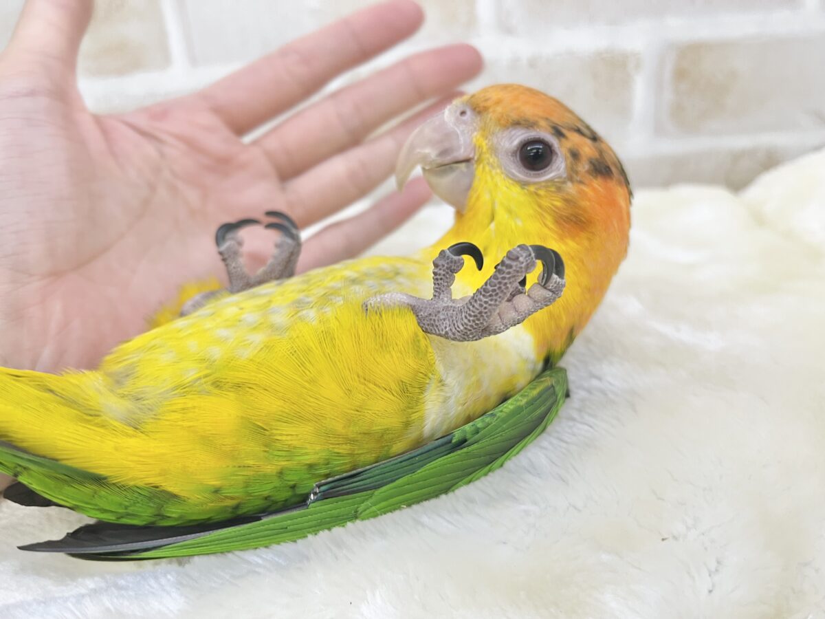 シロハラインコ