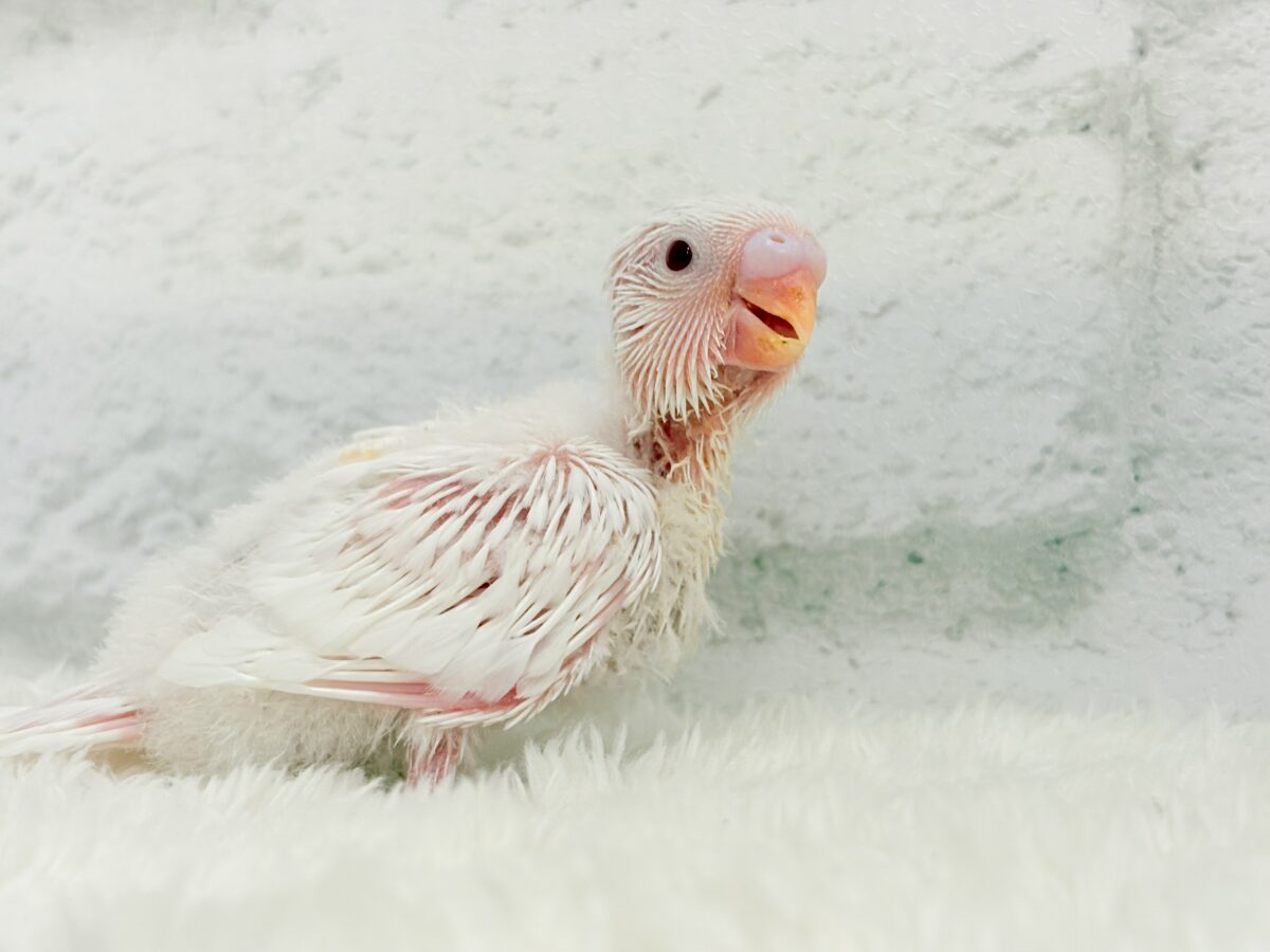 真っ白しろっ子🐣🤍セキセイインコ(アルビノ) ヒナ セキセイインコ