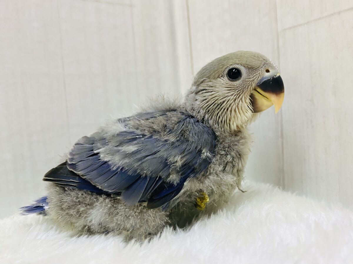 気品を感じます✨コザクラインコのバイオレット💜