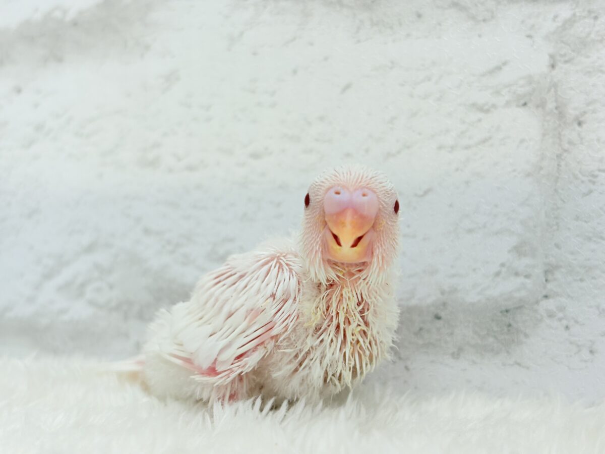 真っ白しろっ子🐣🤍セキセイインコ(アルビノ) ヒナ セキセイインコ