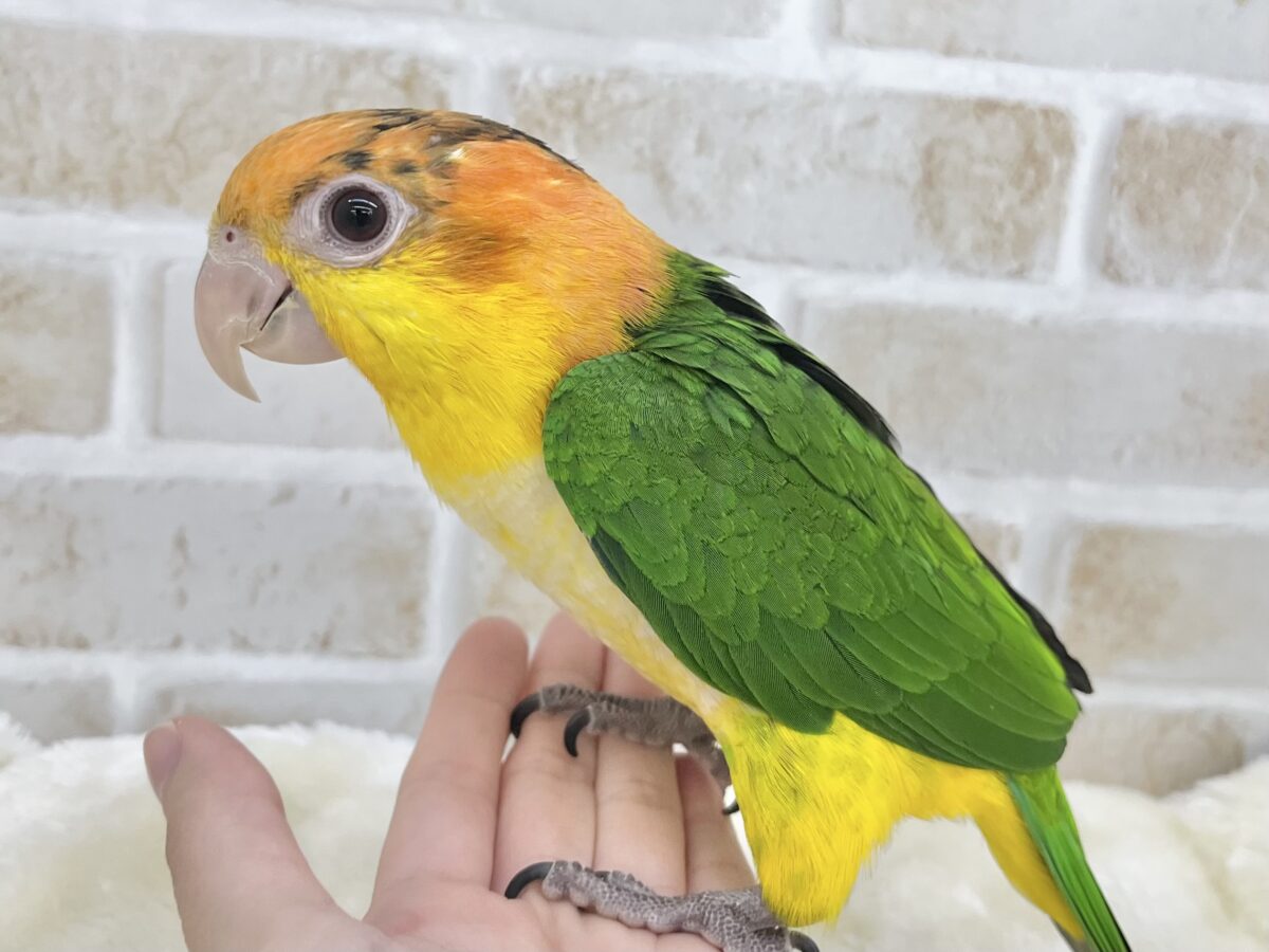 シロハラインコ