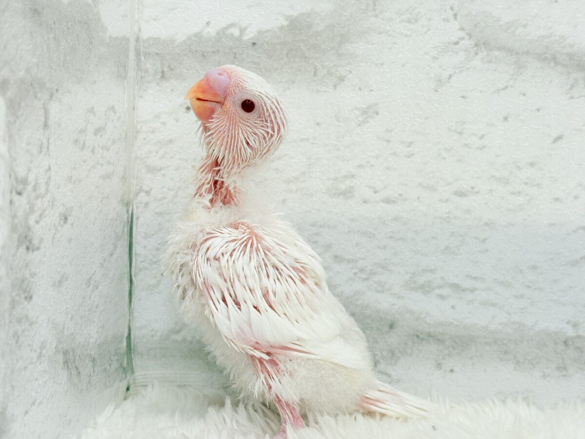 真っ白しろっ子🐣🤍セキセイインコ(アルビノ) ヒナ セキセイインコ