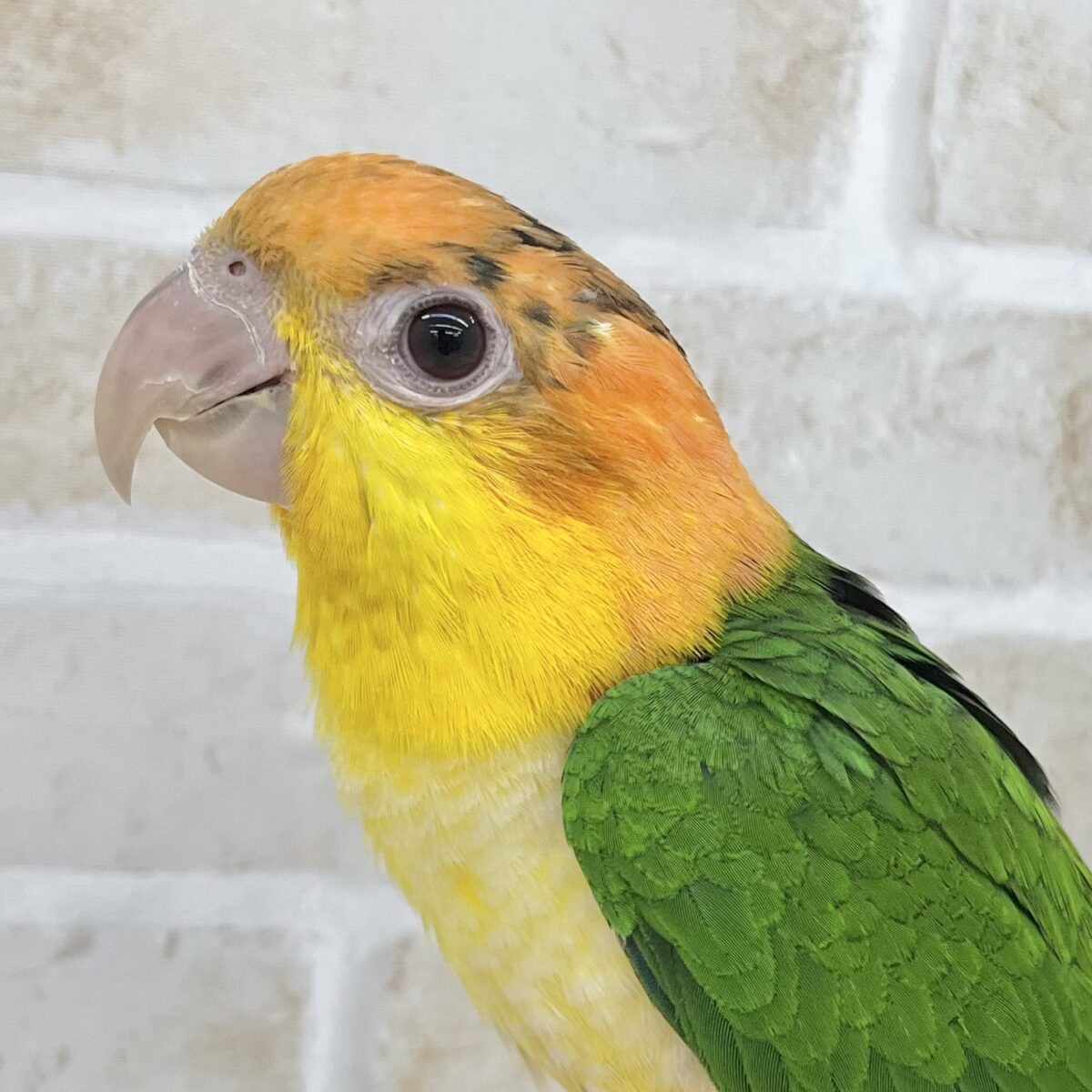 【🆙最新画像あり‼️】キラキラおめめの甘えん坊ちゃん🥰✨　シロハラインコ