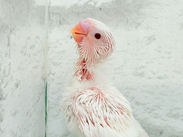 真っ白しろっ子🐣🤍セキセイインコ(アルビノ) ヒナ 真っ白しろっ子🐣🤍セキセイインコ(アルビノ) ヒナ