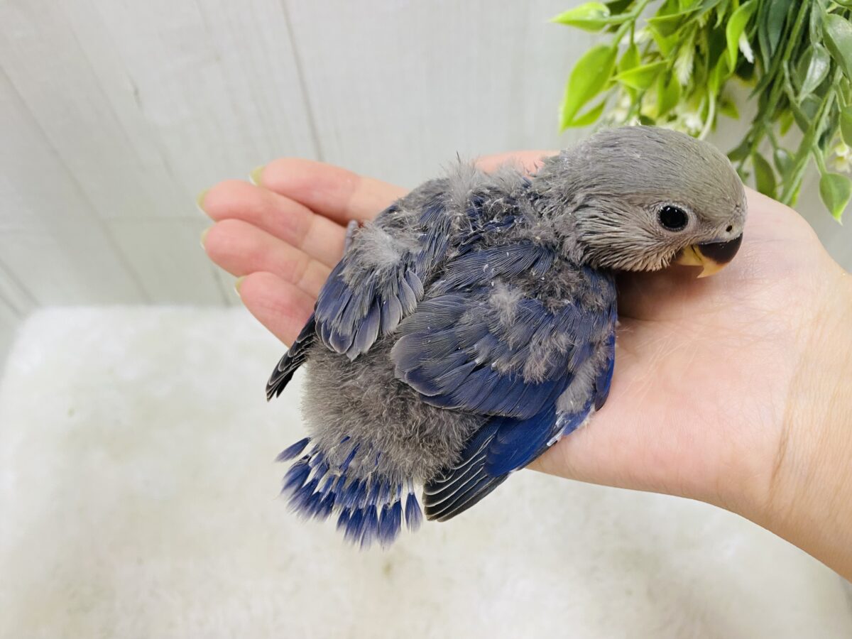コザクラインコ（小桜インコ）