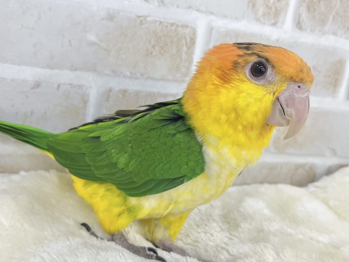 シロハラインコ