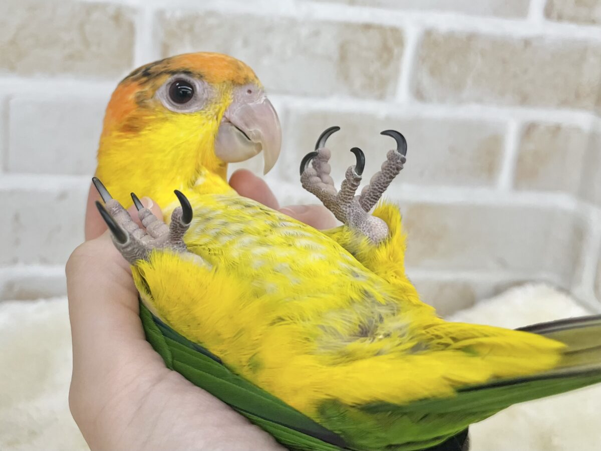 シロハラインコ